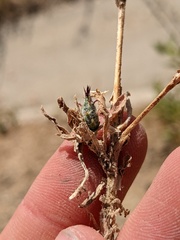 Centaurea melitensis