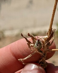 Centaurea melitensis