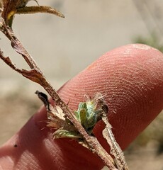 Centaurea melitensis