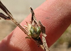 Centaurea melitensis