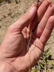Centaurea melitensis