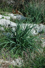 Asphodelus ramosus