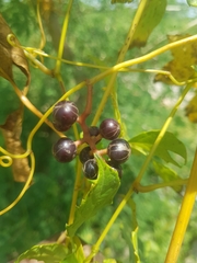 Ampelocissus multistriata