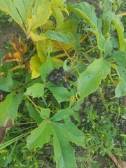 Ampelocissus multistriata