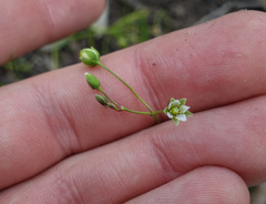 Sagina apetala