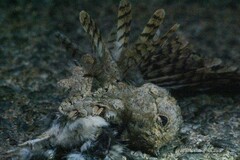 Caprimulgus aegyptius
