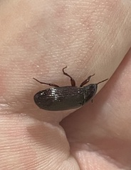 Tenebrio molitor