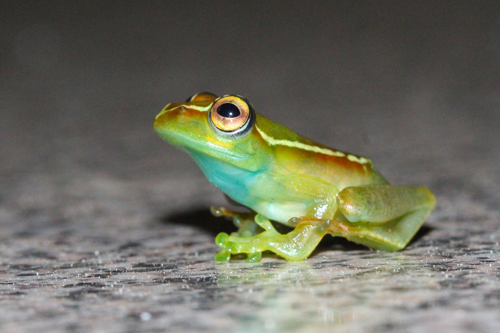 Lilian's Bright-Eyed Frog