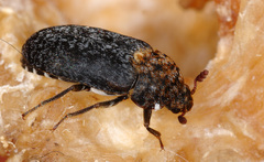 Dermestes undulatus