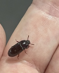 Tenebrio molitor