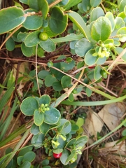 Wikstroemia