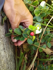 Wikstroemia