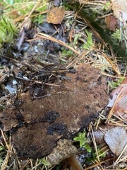 Ischnoderma benzoinum