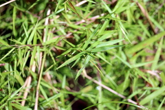 Dichanthelium dichotomum