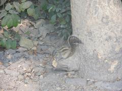 Funambulus pennantii