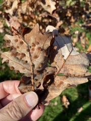 Neuroterus floccosus