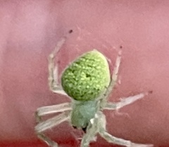 Araneus circulissparsus