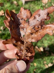 Neuroterus floccosus