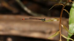 Argiocnemis rubescens