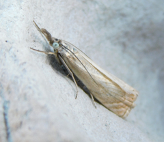 Chrysoteuchia culmella