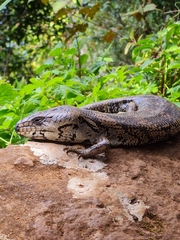 Egerniinae