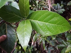 Ficus cumingii