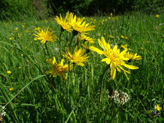 Tragopogon orientalis
