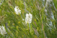 Melaleuca viminea