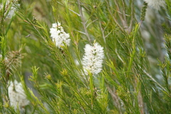 Melaleuca viminea