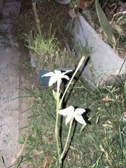 Nicotiana longiflora