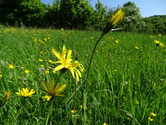 Tragopogon orientalis