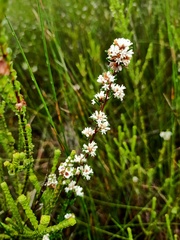 Cryptandra ericoides