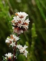 Cryptandra ericoides