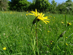 Tragopogon orientalis