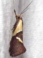 Euthictis xanthodelta