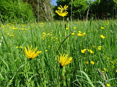 Tragopogon orientalis