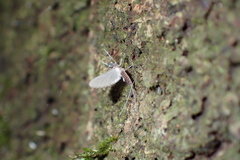 Leptophlebiidae