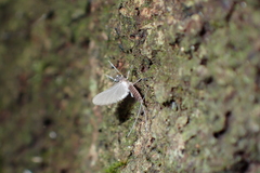 Leptophlebiidae