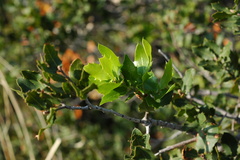 Quercus coccifera