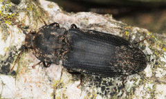 Agrypnus murinus