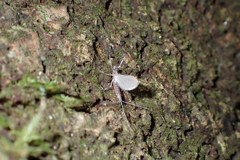 Leptophlebiidae