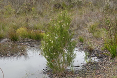 Melaleuca viminea
