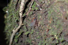 Leptophlebiidae