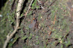 Leptophlebiidae