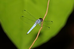 Brachydiplax duivenbodei