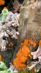 Dacrymyces stillatus