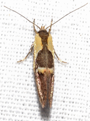 Euthictis xanthodelta