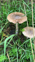 Volvopluteus gloiocephalus