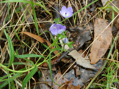 Veronica gracilis