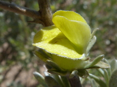 Sericeae
